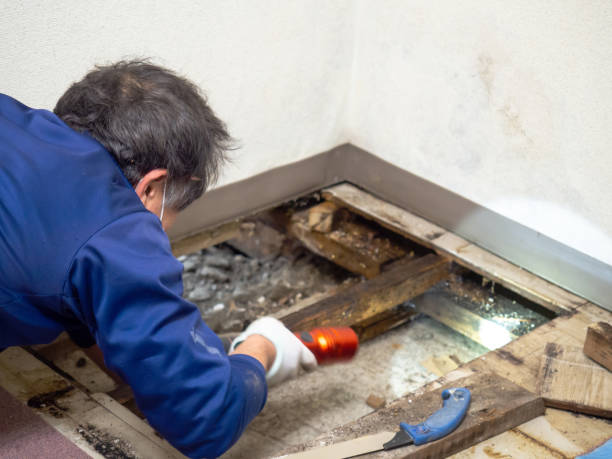 Best Commercial Mold Remediation in West Concord, MA