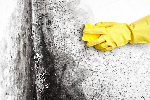 Best Kitchen Mold Remediation in West Concord, MA