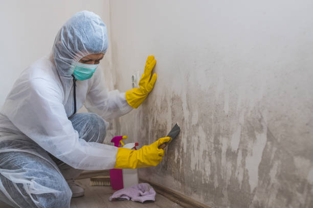 Best Basement Mold Remediation in West Concord, MA