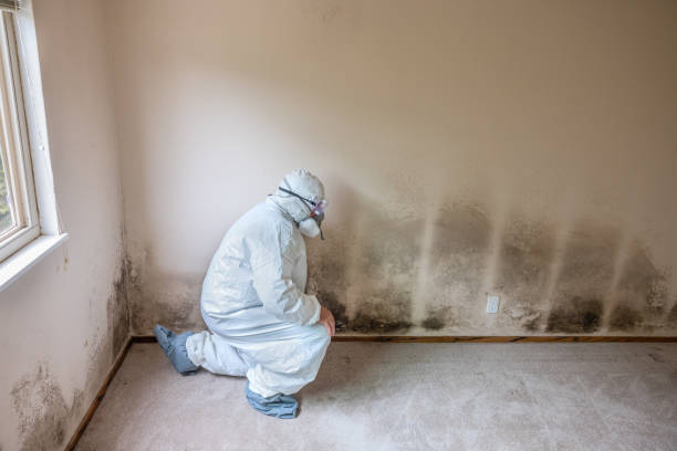 Professional Mold Remediation in West Concord, MA