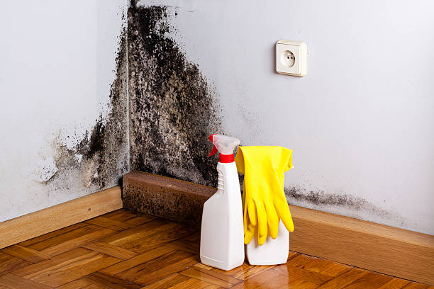Best Localized Mold Remediation (e.g., coastal areas, humid climates) in West Concord, MA