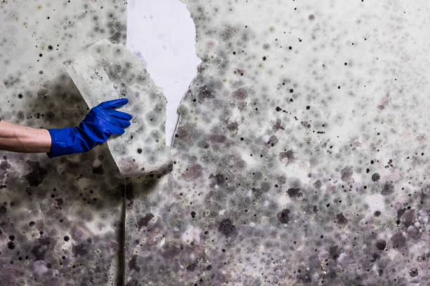 Best Mold Remediation for Specific Building Types in West Concord, MA